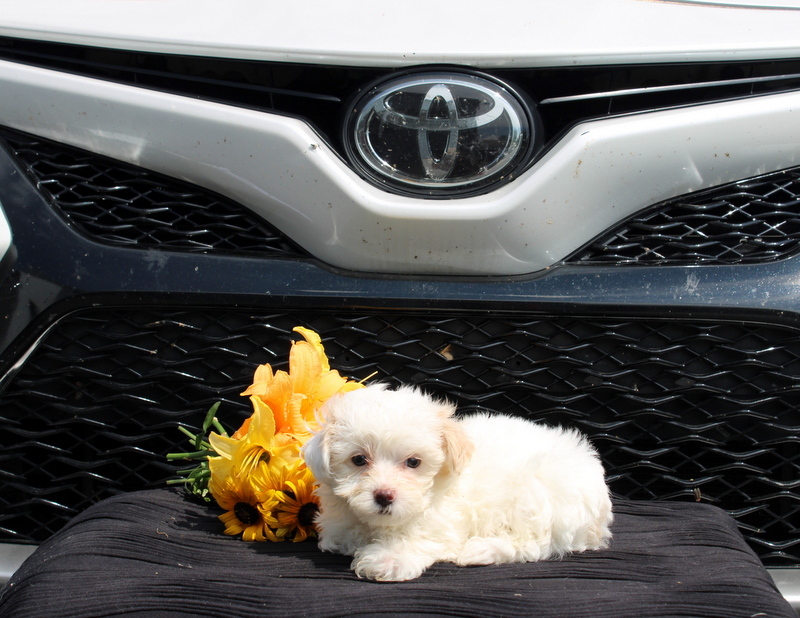 puppy, for, sale, Malti-Poo, Matthew B. Stoltzfus, dog, breeder, Gap, PA, dog-breeder, puppy-for-sale, forsale, nearby, find, puppyfind, locator, puppylocator, aca